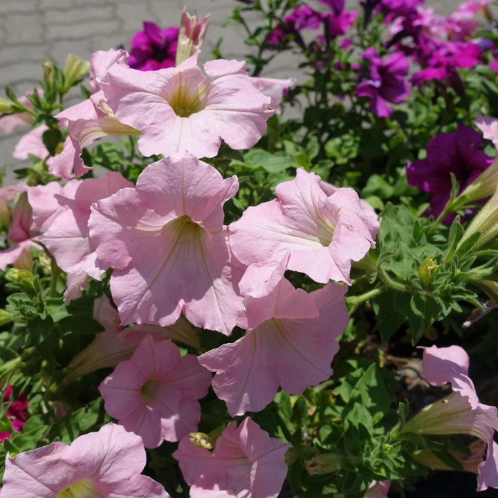 Dreams Appleblossom Hybrid Petunia