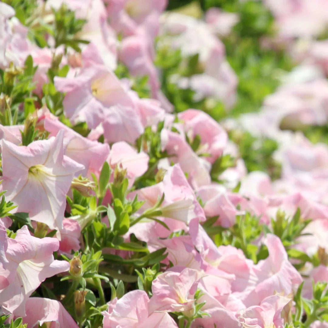 Dreams Appleblossom Hybrid Petunia