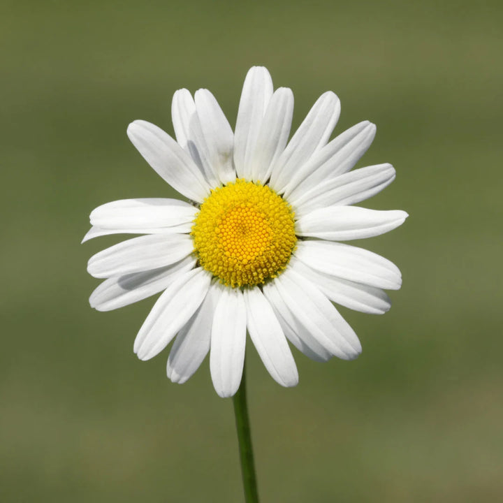 Arctic Snow Chrysanthemum