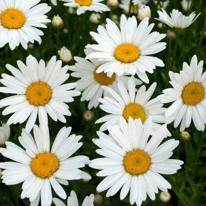 Arctic Snow Chrysanthemum