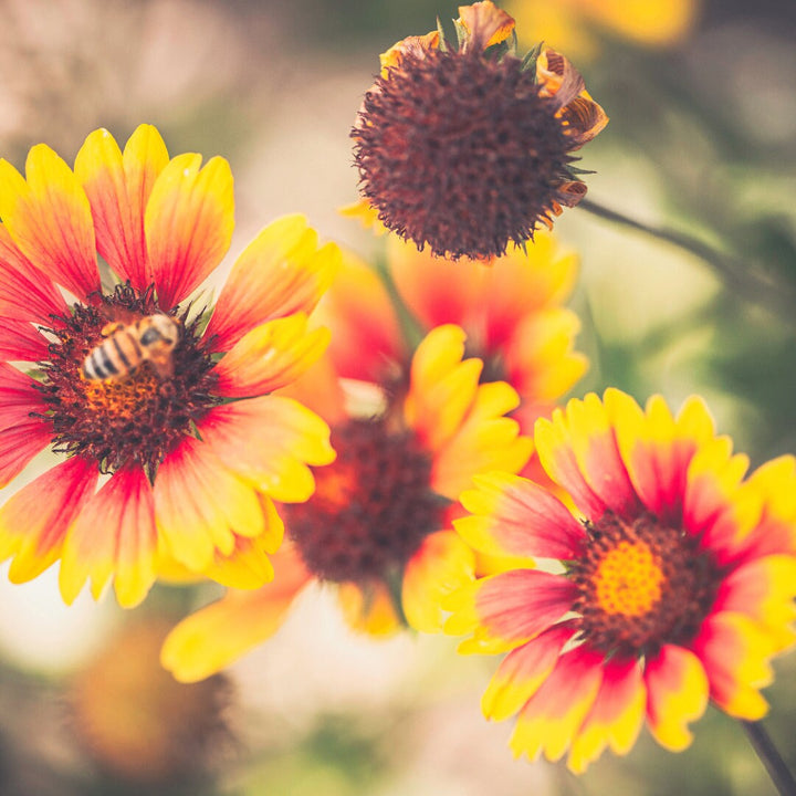 Arizona Sun Gaillardia