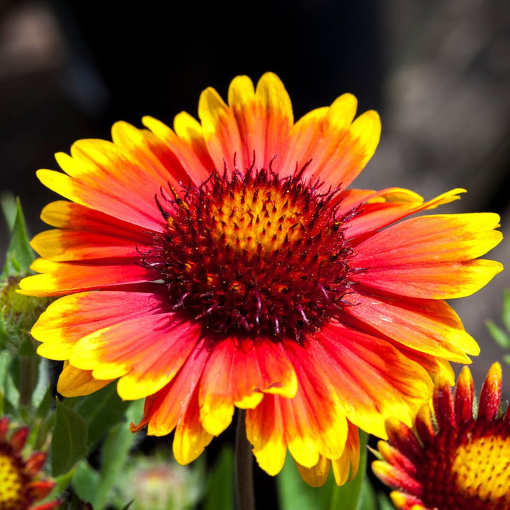 Arizona Sun Gaillardia