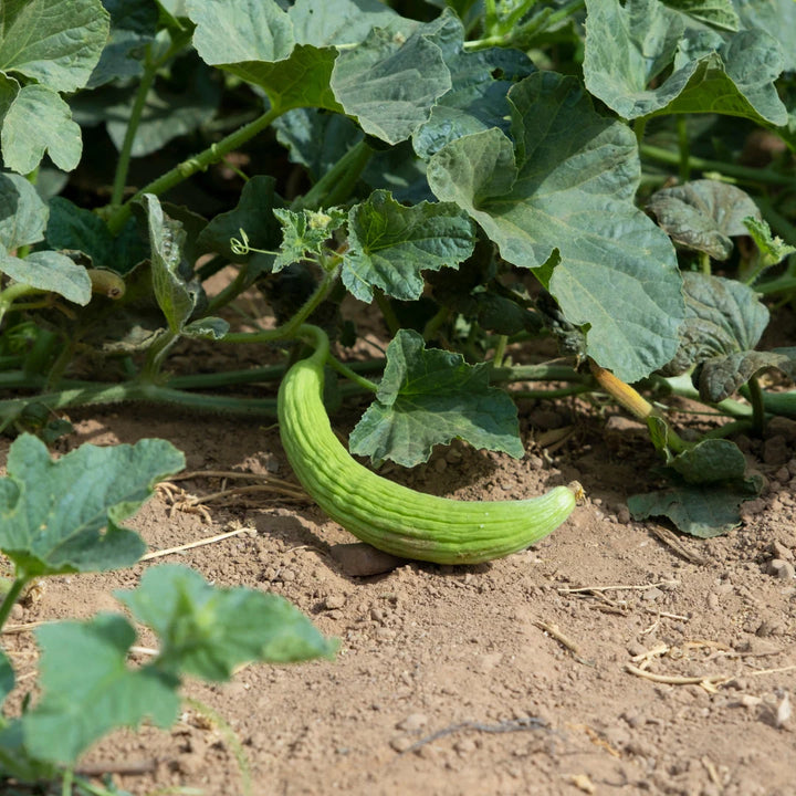 Armenian Cucumber