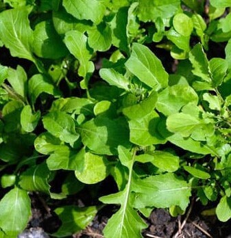 Arugula (Roquette)