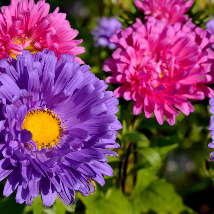 Giant Crego Aster Mix