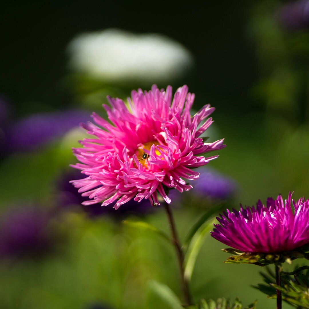 Giant Crego Aster Mix