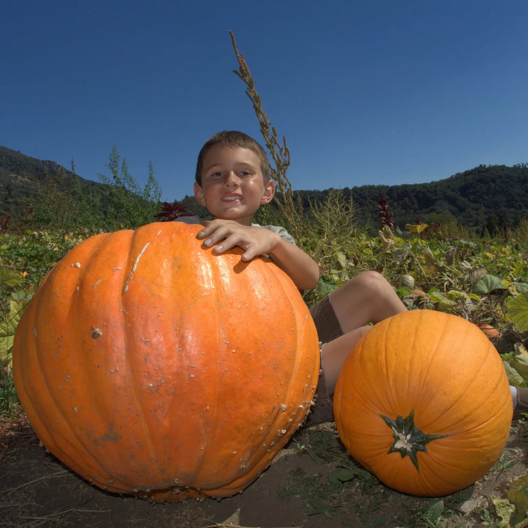 Atlantic Giant Pumpkin