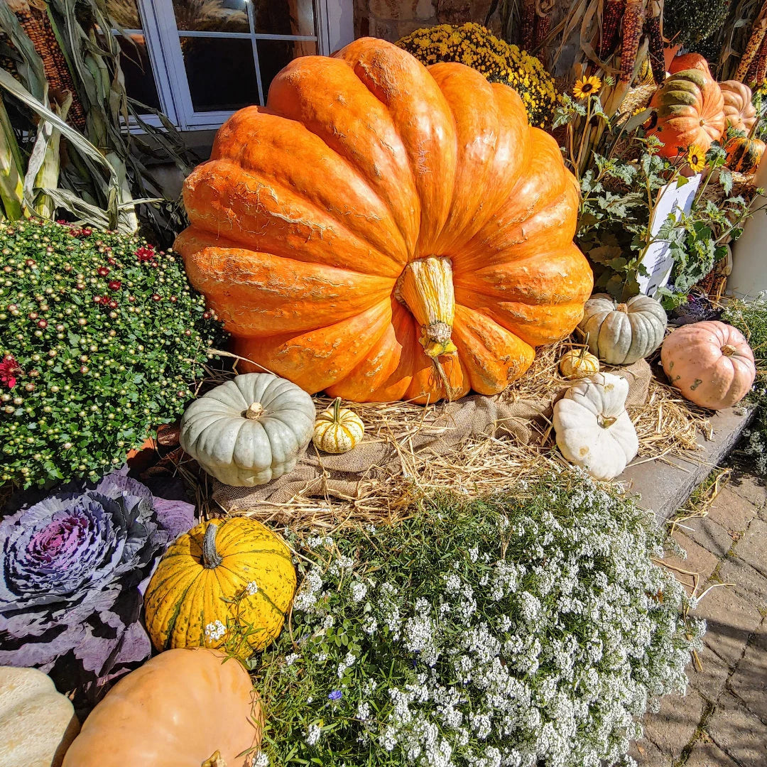 Atlantic Giant Pumpkin