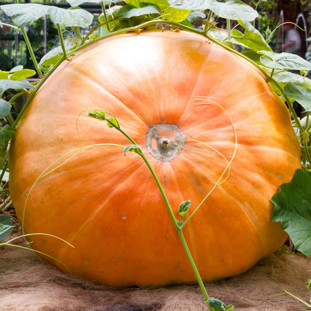 Atlantic Giant Pumpkin