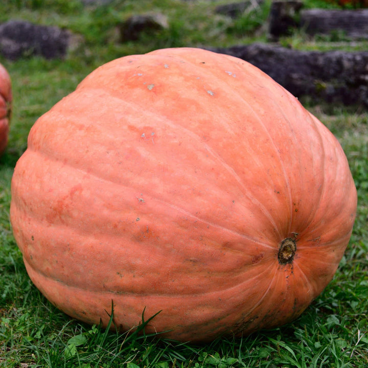 Atlantic Giant Pumpkin