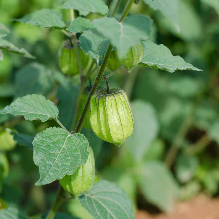 Aunt Molly's Ground Cherry