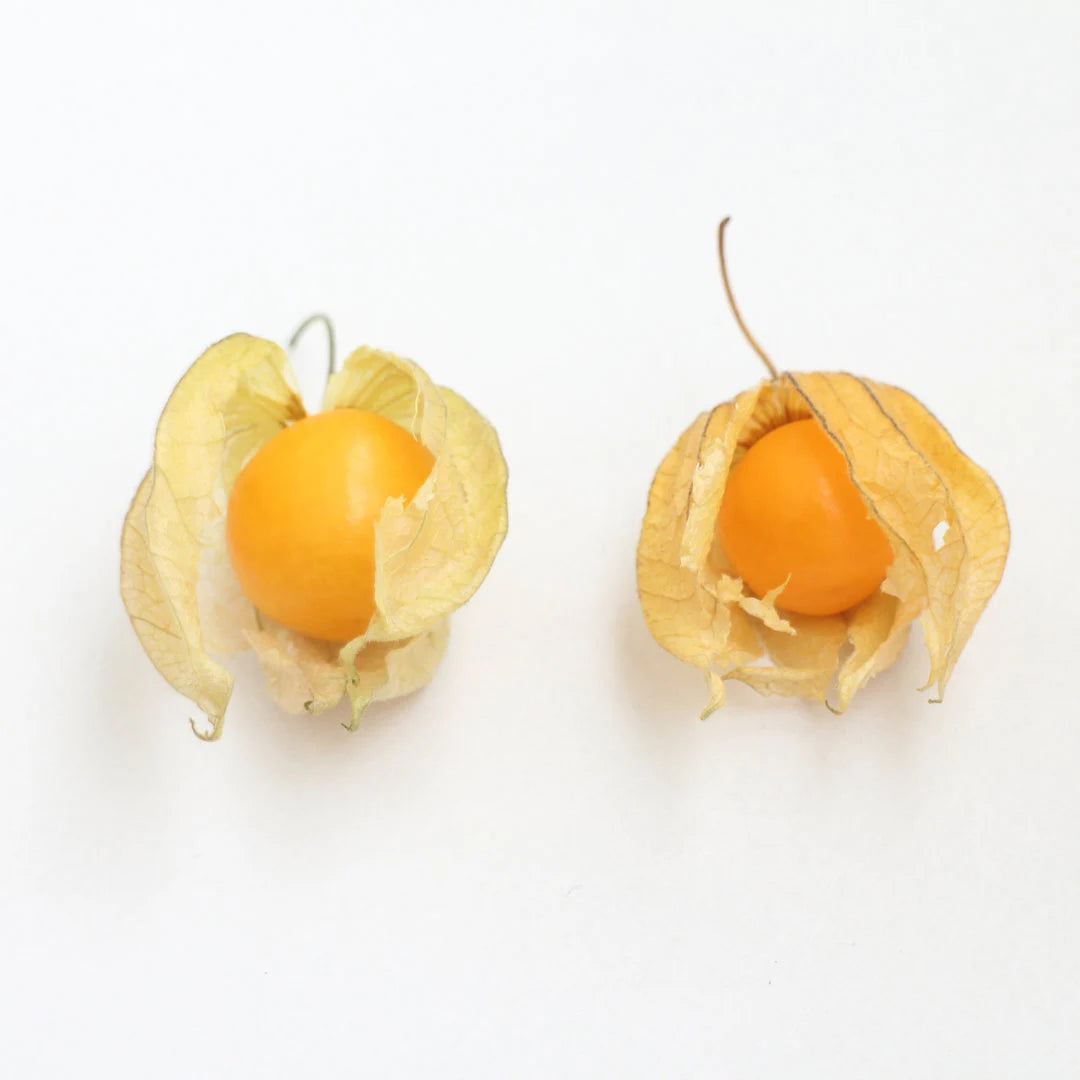 Aunt Molly's Ground Cherry