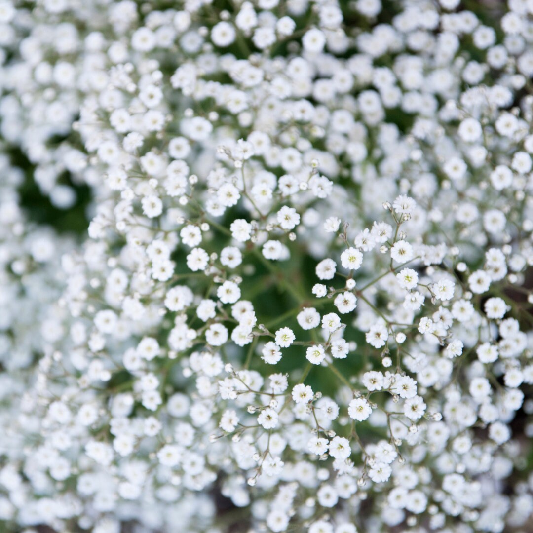 Covent Garden Baby's Breath