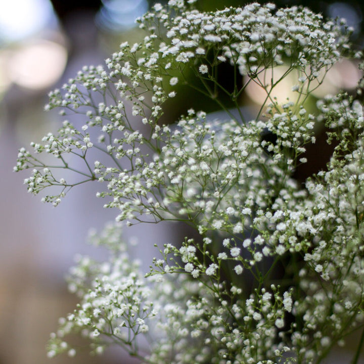 Covent Garden Baby's Breath