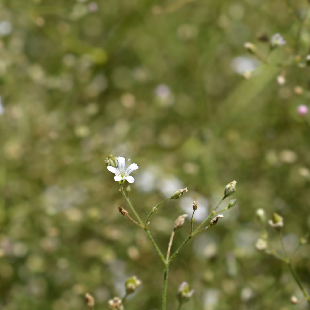 Covent Garden Baby's Breath