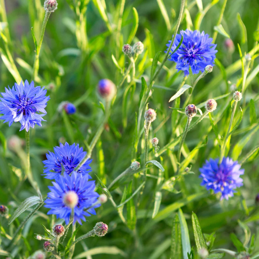 Jubilee Gem Bachelor's Buttons