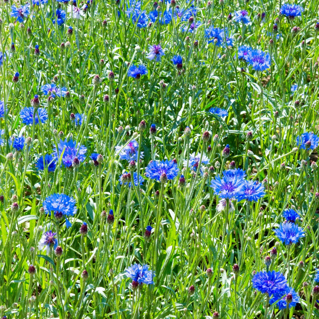 Jubilee Gem Bachelor's Buttons