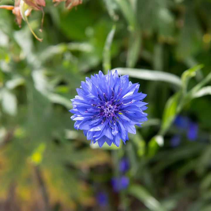 Jubilee Gem Bachelor's Buttons