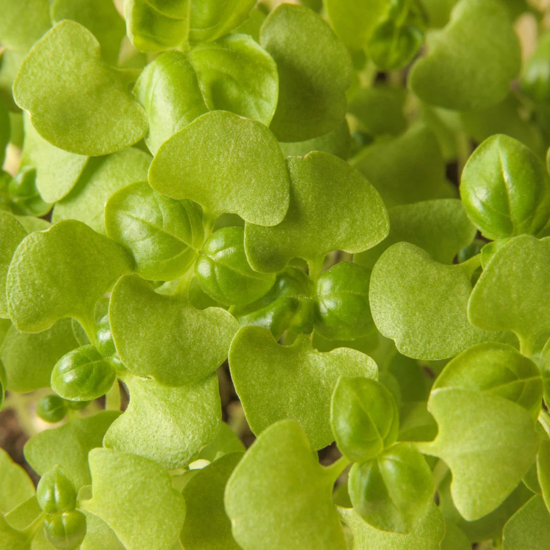 Basil Mix Microgreens