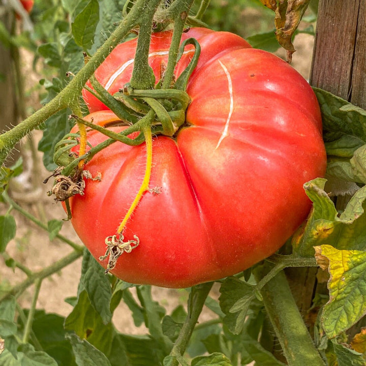 Beefsteak Tomato