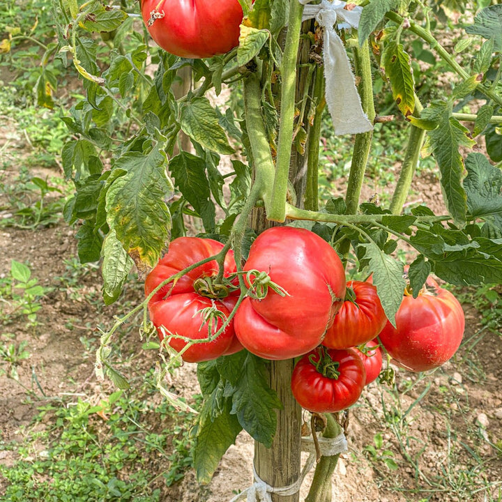 Beefsteak Tomato