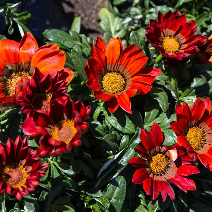 Big Kiss Red Hybrid Gazania