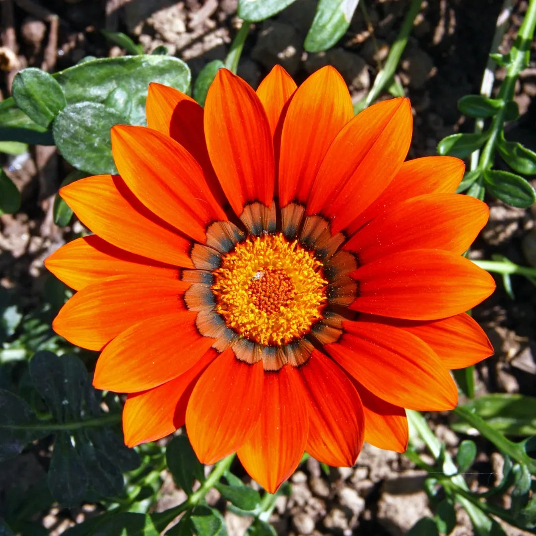 Big Kiss Red Hybrid Gazania