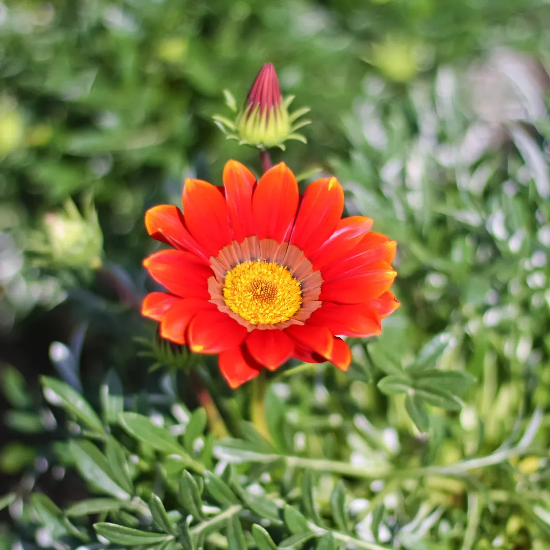 Big Kiss Red Hybrid Gazania