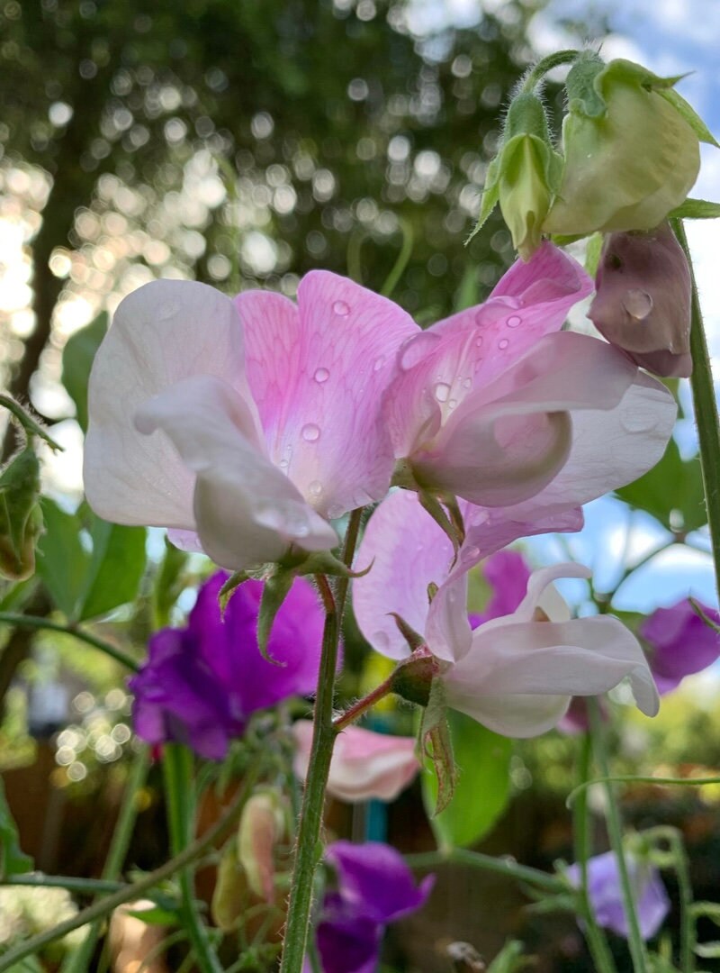 Bijou Mixed Sweet Pea