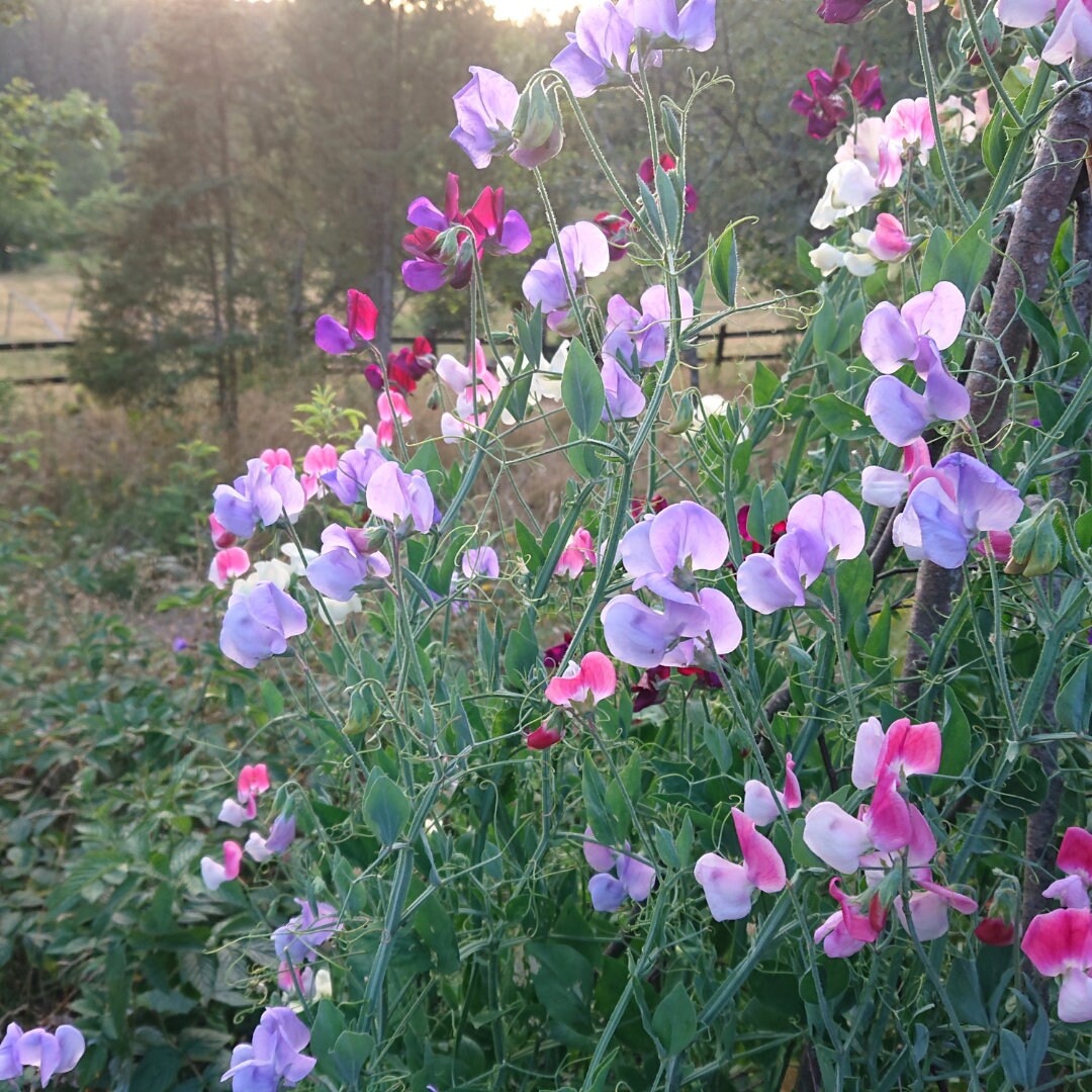 Bijou Mixed Sweet Pea