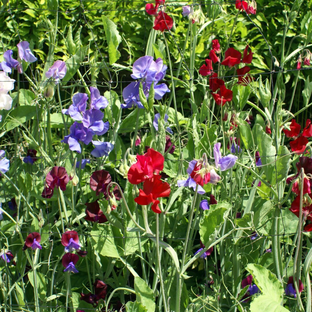 Bijou Mixed Sweet Pea