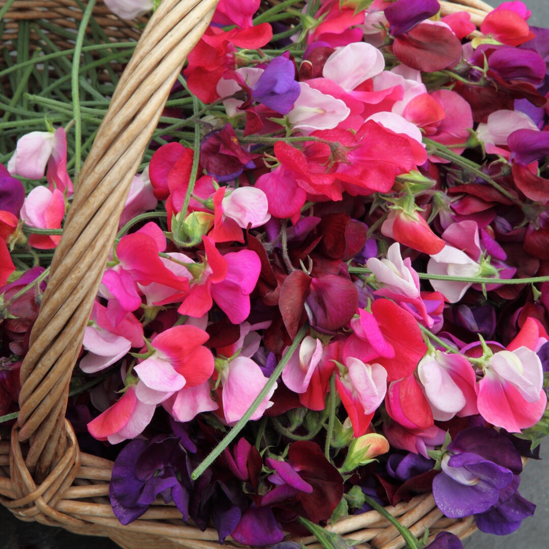 Bijou Mixed Sweet Pea