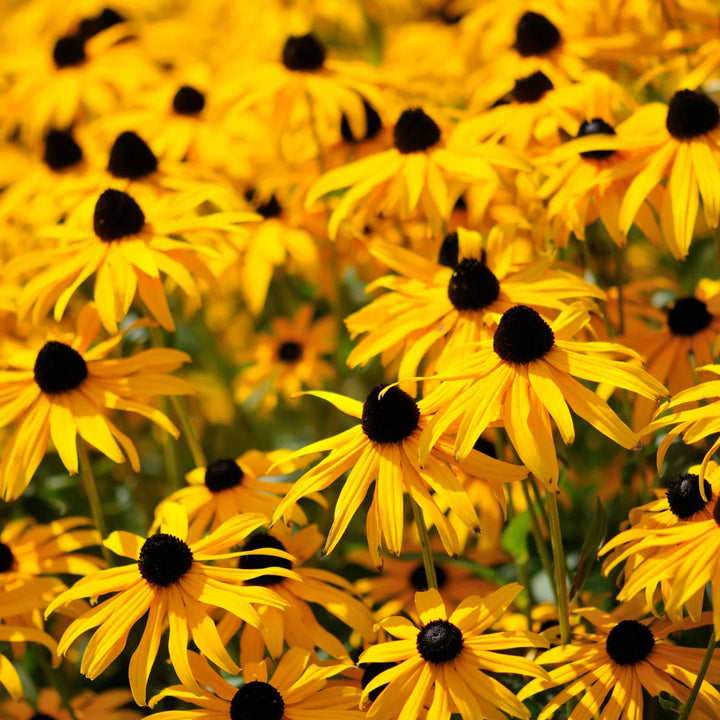 Black Eyed Susan (Rudbeckia)