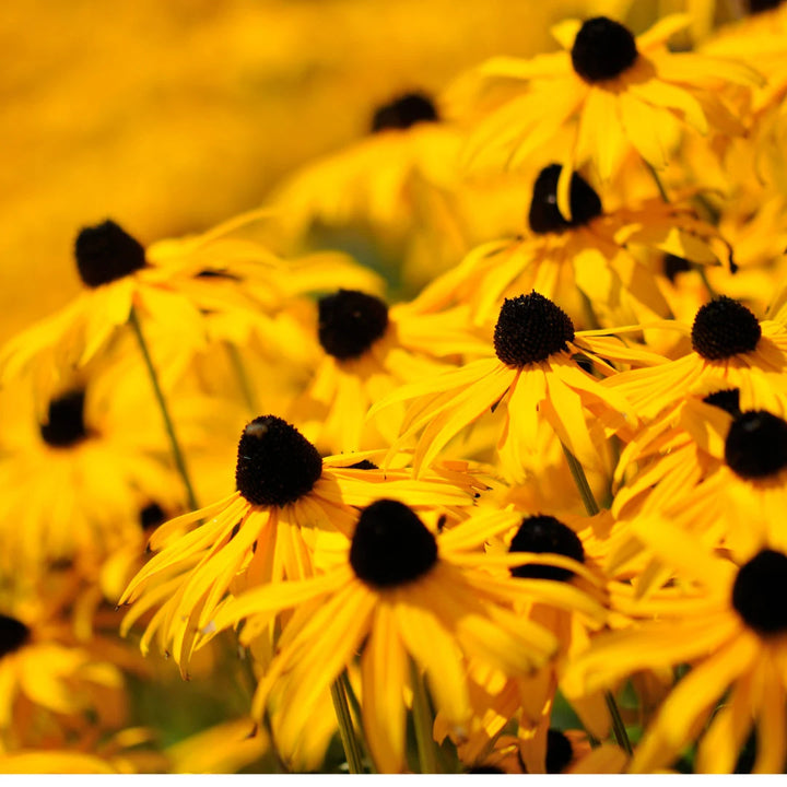 Black Eyed Susan (Rudbeckia)