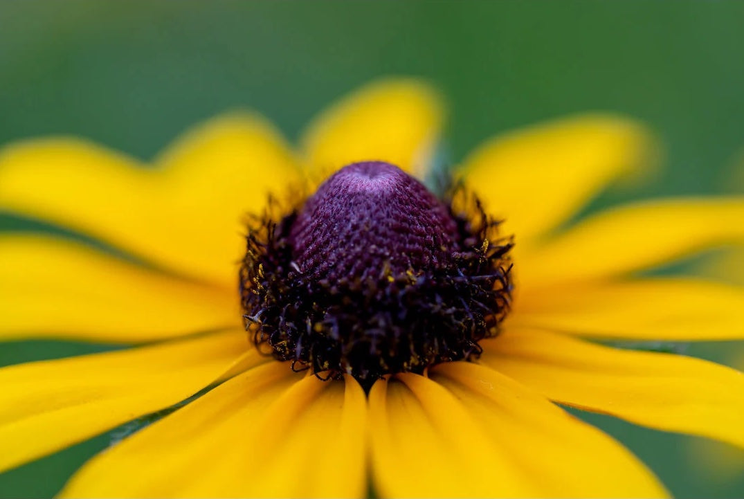 Black Eyed Susan (Rudbeckia)