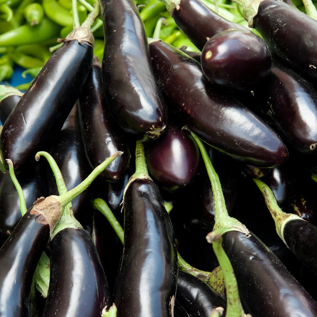 Black Beauty Eggplant