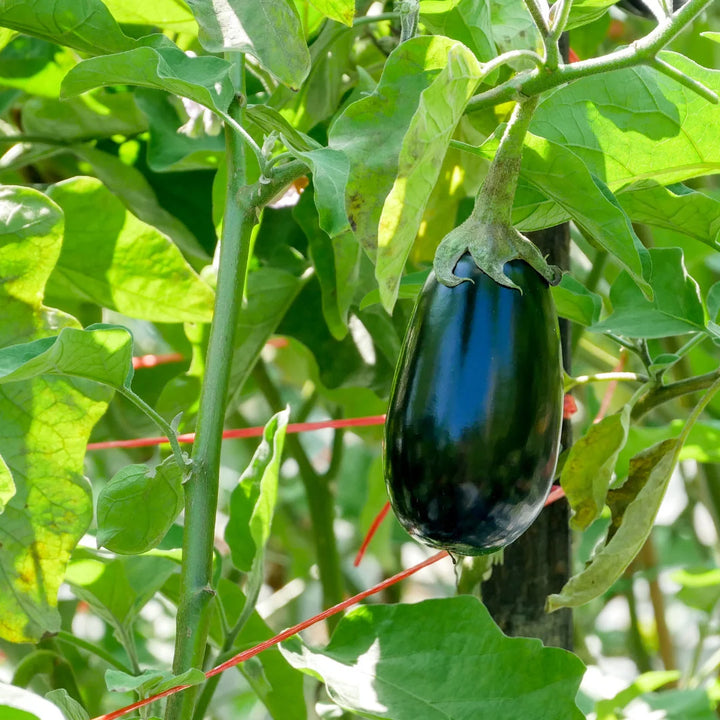 Black Beauty Eggplant