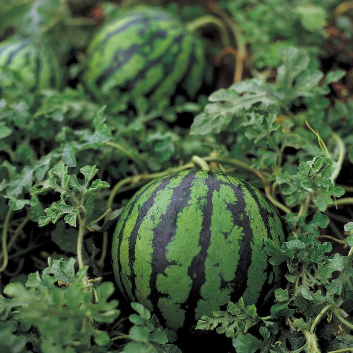 Black Beauty Mini Watermelon