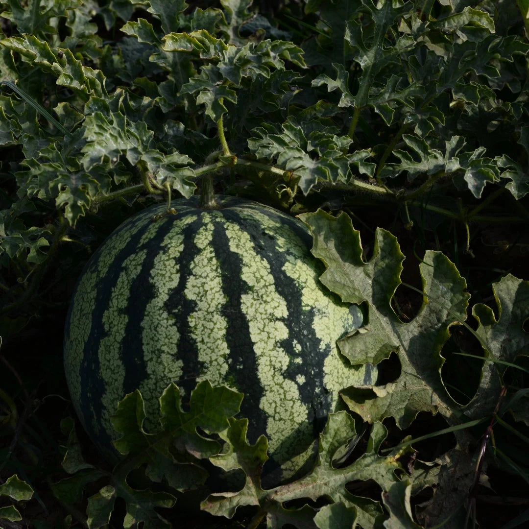 Black Beauty Mini Watermelon