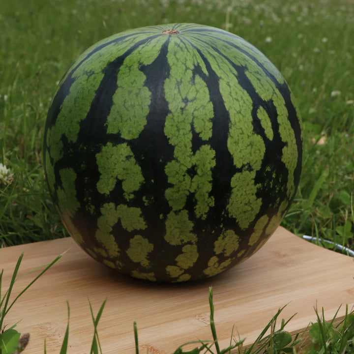 Black Beauty Mini Watermelon