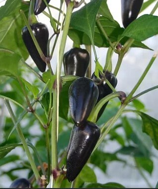 Black Hungarian Pepper