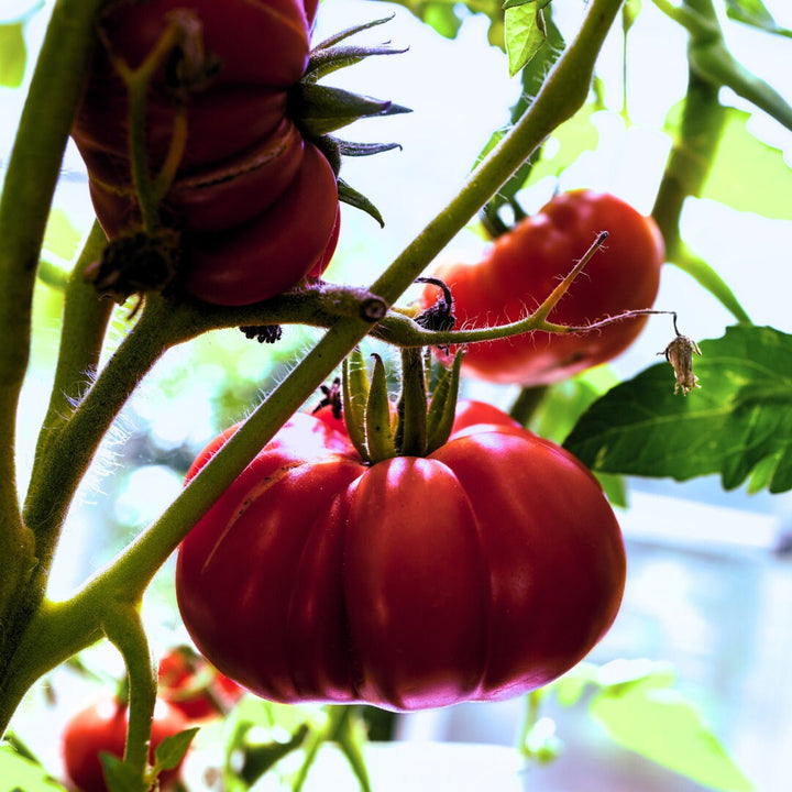 Black Krim Tomato