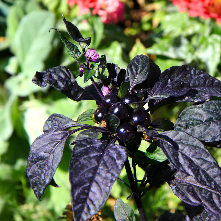 Black Pearl Pepper