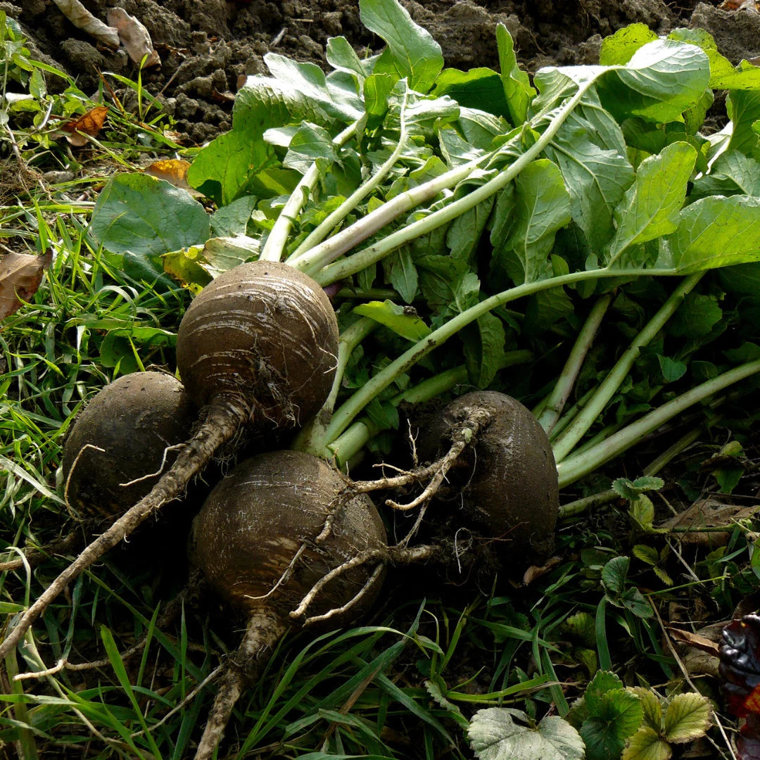 Black Spanish Radish