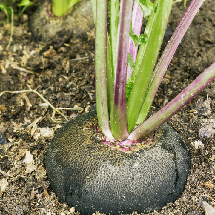 Black Spanish Radish