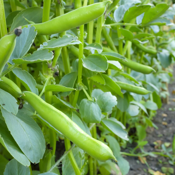 Black Turtle Bean