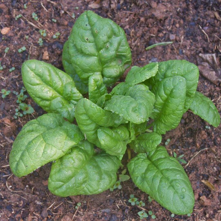 Bloomsdale Spinach