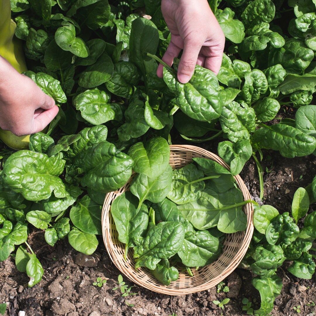 Bloomsdale Spinach