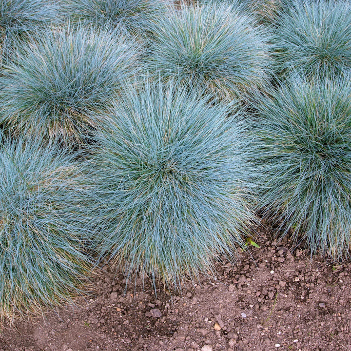 Freddy Blue Fescue Grass