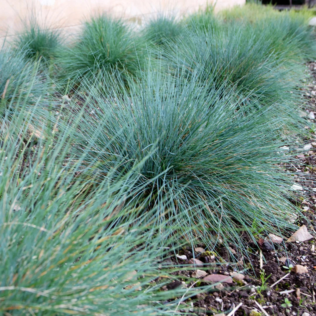 Freddy Blue Fescue Grass